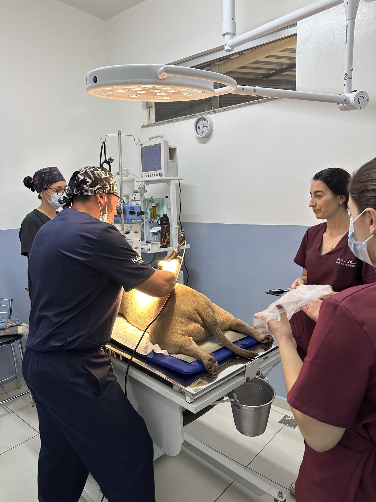 Equipe veterinária da AniMediC acompanhando um cão em atendimento no centro cirúrgico